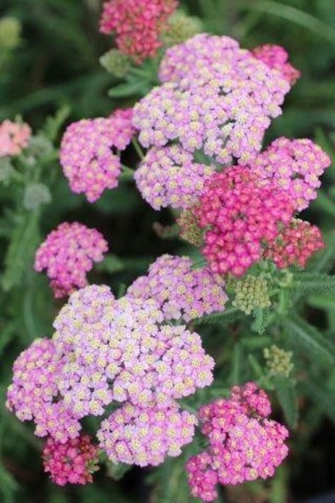 Achillea millefolium 'Summer Pastels' Common Yarrow, Napa House, Lilac And Red, Achillea Millefolium, Yellow Orange Pink, Plant Catalogs, Pink Lilac, Cream Yellow, Sun And Water