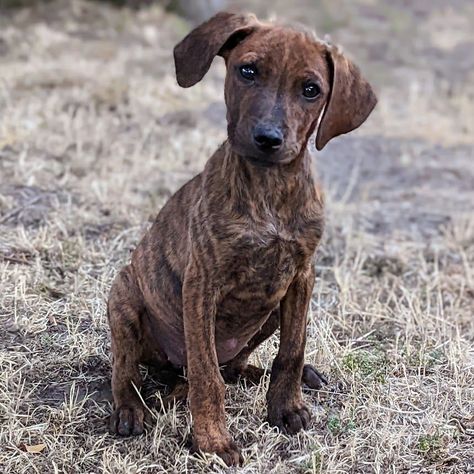 Plott Hound Puppy, Plott Hound, Pig House, Health Humor, Hound Puppies, California Mountains, Foster Home, Forever Family, Dog Adoption