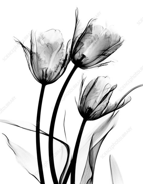 Tulip (Tulipa sp.) flowers, X-ray Rays Tattoo, Xray Art, Contrast Art, Albert Koetsier, Tulips Arrangement, Tattoo Flowers, Tulips Art, White Framed Art, Flowers Tattoo