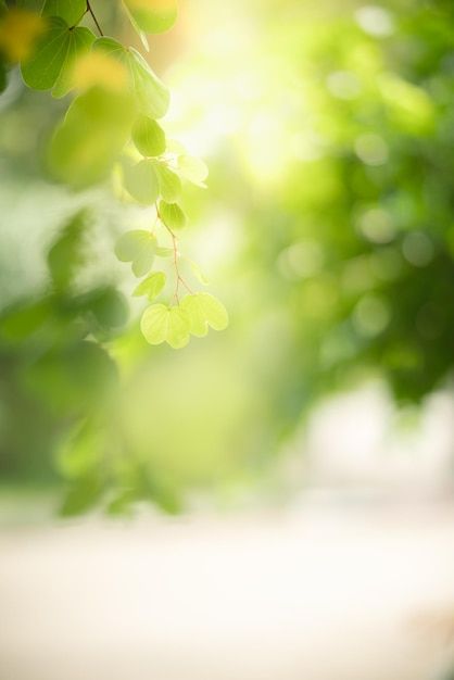 Beautiful nature view green leaf on blur... | Premium Photo #Freepik #photo #fresh-background #nature-blur #plant-texture #green-leaf Green Photo Background, Background Green Nature, Green Blur Background, Blur Nature, Green Nature Background, Foliage Background, Green Nature Wallpaper, Greenery Background, Fresh Background