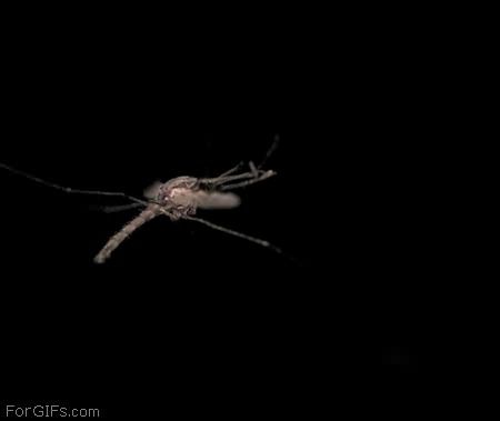 Mosquito shot down by laser Strange Pictures, Kill Mosquitos, Animal Instinct, Flying Insects, Healthy Eating For Kids, Get Shot, Weird Pictures, Oddly Satisfying, Bill Gates