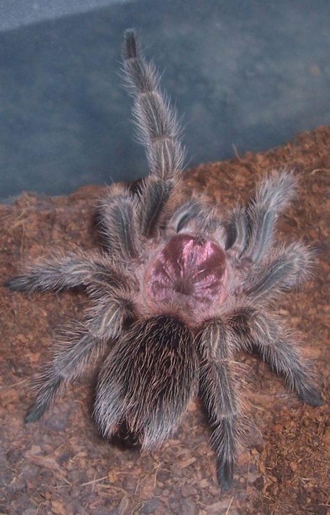 Chilean Rose looking very pink! Rose Hair Tarantula, Rose Tarantula, Beautiful Spiders, Tarantula Enclosure, Pet Tarantula, Arachnids Spiders, Tarantula Spider, Spider Queen, Itsy Bitsy Spider