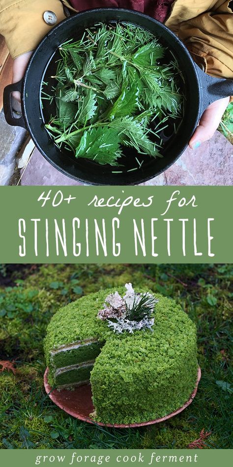 Stinging nettle is a highly nutritious edible and medicinal plant with many benefits. Here are over 40 nettle recipes for how to use your foraged harvest! Stinging Nettle Recipes, Nettle Recipes, Fruit Leather Recipe, Wild Food Foraging, Foraging Recipes, Edible Wild Plants, Foraged Food, Stinging Nettle, Herb Recipes