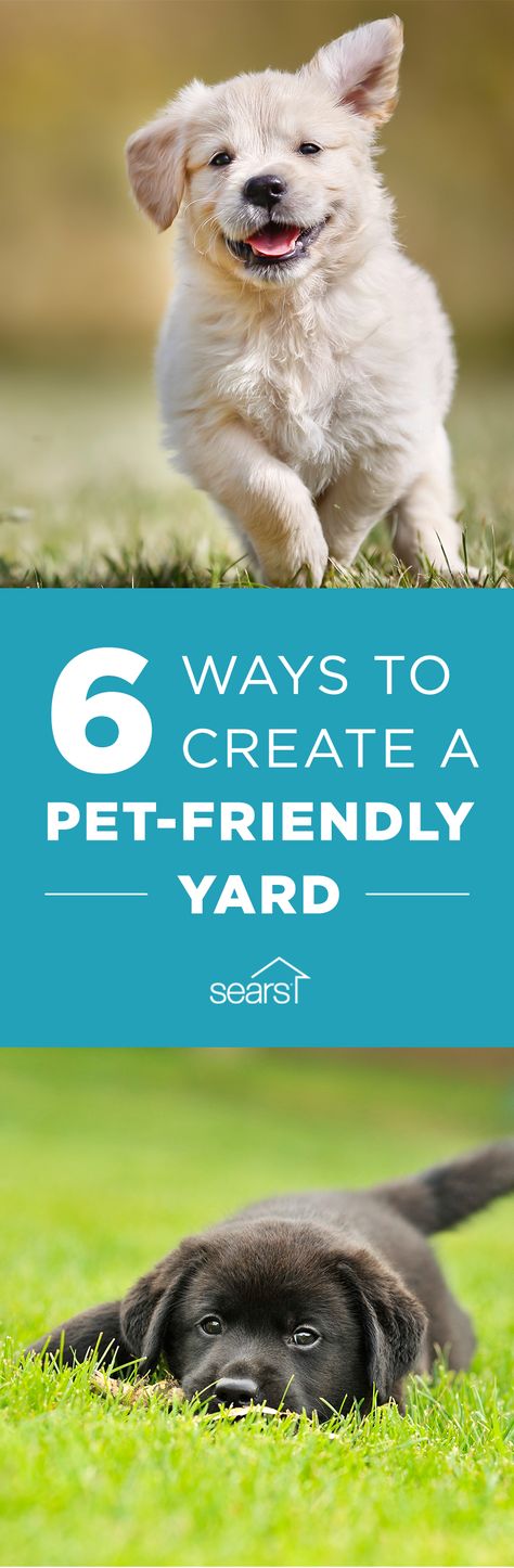 Create a pet-friendly yard! Let your dogs and cats play on your lawn or in your garden, knowing they’re free from chemicals and dangerous tools. As a pet owner, you have to be careful about how you take care of your yard, or your outdoor home improvement efforts could end up making your pets sick, or worse. Visit the Sears Home Services blog for pet-friendly advice on how to make sure your yard is safe for your dog or cat. Dog Maintenance, Dog Yard Landscaping, Pet Friendly Yard, Outdoor Dog Area, Backyard On A Budget, Dog Potty Area, Dog Friendly Plants, Dog Friendly Backyard, Dog Emotions