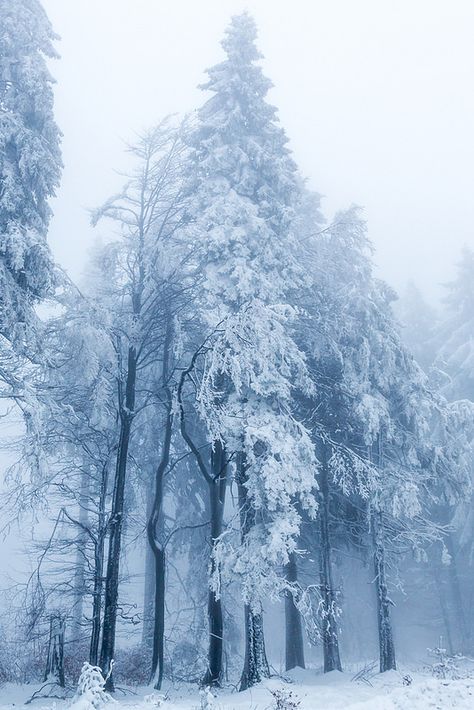 Fog & Snow | par janeway1973 Beautiful Christmas Scenes, Cold Heart, Aesthetic Places, Beautiful Scenery Photography, Dark Tree, Big Board, Snow Tree, Snow Covered Trees, Scenery Photography