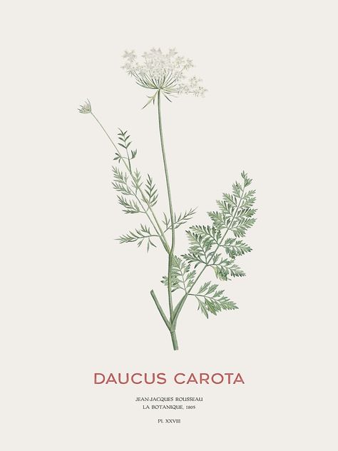 Daucus Carota Tattoo, Wild Carrot Flower, Carrot Flowers, Daucus Carota, Botanical Illustration Vintage, Botanical Tattoo, Botanical Illustration, Photographic Print, Carrots