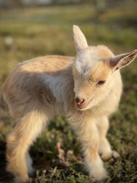 Nigerian Goats, Mini Goats, Pygmy Goat, Miniature Horses, Baby Goat, Cute Goats, Mini Farm, Finches, Baby Goats