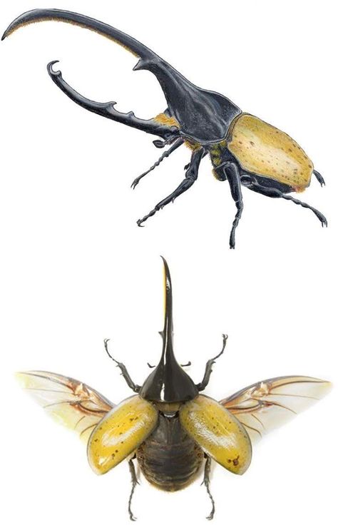 Hercules Beetle, Rhino Beetle, Insect Photography, Beetle Insect, Cool Bugs, Bug Art, Beautiful Bugs, Insect Art, Scientific Illustration