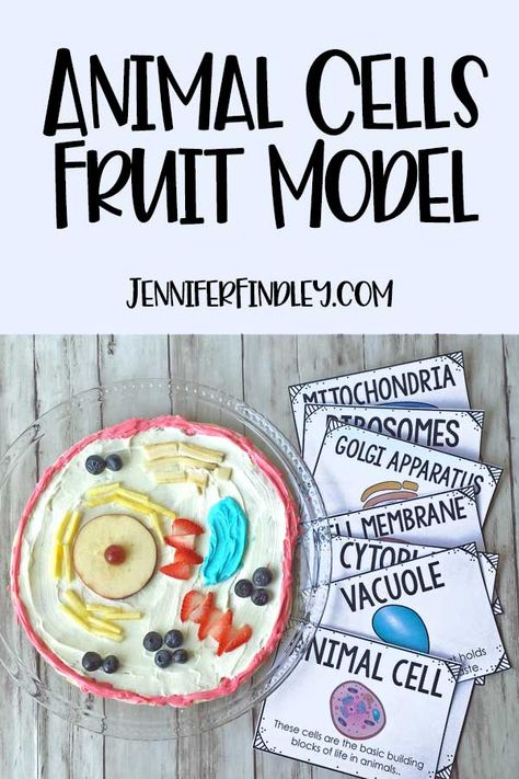 Animal Cell Brochure Project, Plant And Animal Cell Activities, Edible Cells Project, Edible Cell Project Ideas Animals, Parts Of A Cell Project, Animal Cell Edible Project, Edible Animal Cell Project Ideas, Edible Cell Project Ideas, Cell Organelle Project