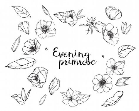 Evening primrose leaf and flower drawing... | Premium Vector #Freepik #vector #background Evening Primrose Tattoo Flower, Evening Primrose Drawing, Primrose Sketch, Evening Primrose Tattoo, Primrose Tattoo Flower, Primrose Flower Drawing, Primrose Drawing, Primrose Flower Tattoo, Primrose Tattoo