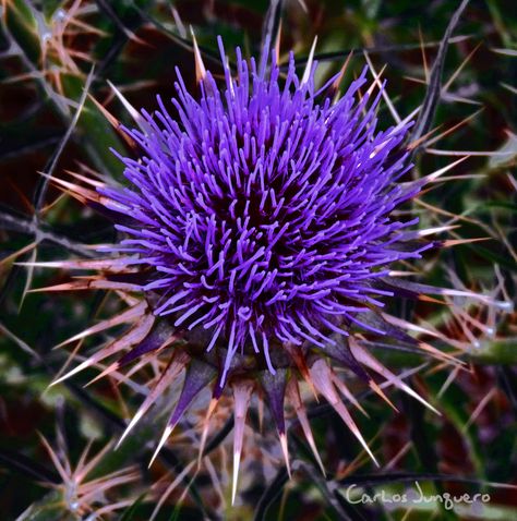 flor de cardo Cactus, Plants, Quick Saves