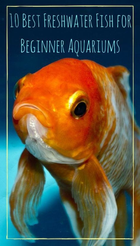 10 Best Freshwater Fish for Beginner Aquariums - PBS Pet Travel Fish For Beginners, Aquarium Pets, Fish Gif, Aquarium Tips, Fish Freshwater, Fish People, Goldfish Kiss, Fish Pictures, Tropical Fish Aquarium