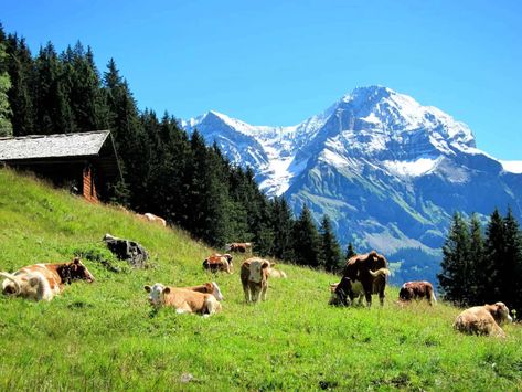 7 Tips to Enjoy Summer in the Swiss Alps in Adelboden Swiss Alps Aesthetic, Swiss Alps Summer, French Alps Summer, Swiss Flowers Alps Switzerland, Switzerland In Winter, Swiss Alps Hiking, Swiss Alps Villages, Switzerland Summer, Adelboden