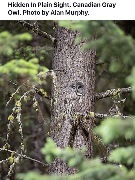 Hidden in Plain Sight Owl Photography, Great Grey Owl, Owl Photos, Owl Pictures, Gray Owl, Beautiful Owl, Airbrush Art, Cute Owl, Birds Of Prey