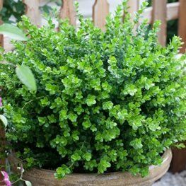 Sprinter Boxwood, Boxwood Shrub, Deer Resistant Shrubs, Inexpensive Landscaping, Best Plants For Shade, Boxwood Landscaping, Box Wood Shrub, Fast Growing Evergreens, Evergreen Hedge