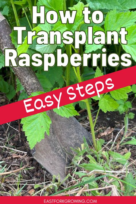 Learn how to plant raspberries and discover the best way to grow raspberries with these helpful raspberry garden ideas. Growing berries isn't hard. Get tips on planting raspberry bushes, growing raspberries, and raspberry bush care. Find out how to grow raspberry bushes, how to plant berries, and perfect your perennials garden. Learn everything you need about transplanting raspberry plants for healthy raspberry plants growing. Raspberry Bushes Care How To Grow, Planting Raspberry Bushes, Raspberry Plants Growing, Raspberry Garden Ideas, How To Plant Raspberries, Plant Raspberries, Raspberry Garden, Grow Raspberries, Growing Berries