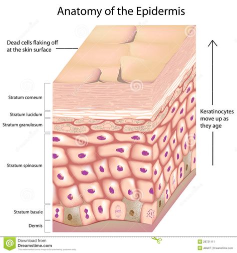 Illustration about Layers of the skin epidermis with keratinocytes moving up as they age, eps8. Illustration of corneum, layers, drawing - 28721111 Skin Anatomy, Integumentary System, Basal Cell, Skin Structure, Acne Problem, Free Art Prints, Sagging Skin, Anatomy And Physiology, Beauty Ideas