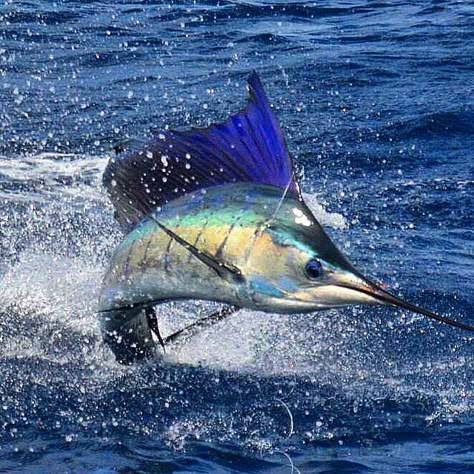 Offshore Fishing Boats, Saltwater Fishing Lures, Fauna Marina, Fish Artwork, Fishing Photography, Salt Water Fishing, Salt Water Fish, Blue Marlin, Offshore Fishing