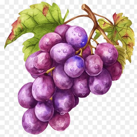 Purple watercolor grapes bunch clipart Grape Character, Grapes Clipart, Leprechaun Clipart, Cute Lamb, Watercolor Girl, Bird Clipart, Vibrant Watercolor, Delicate Features