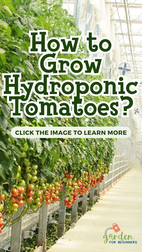 Because hydroponic tomatoes are grown in a nutrient solution rather than soil, they can be cultivated indoors, away from direct sunlight. As a result, the plant grows considerably more quickly and produces more fruit. It consists of the following steps: How To Grow Hydroponic Tomatoes, What To Plant In Hydroponics, Kratky Method Hydroponics, Hydroponic Tomatoes, Hydroponics With Fish, What Is Hydroponics, Garden For Beginners, Growing Tomato, Garden Problems