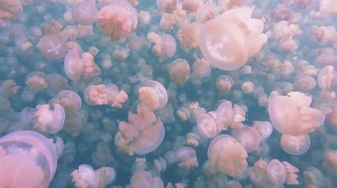 Swim with Millions of Jellyfish – Fubiz™ Bujo Aesthetic, Moon Jelly, Jellyfish Tank, Aesthetic Garden, Mermaid Aesthetic, Character Aesthetics, Garden Tool, Hippie Art, In The Ocean