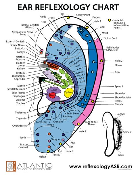 Ear Acupressure Points, Remedy For Sinus Congestion, Autogenic Training, Ear Reflexology, Ear Seeds, Foot Reflexology Massage, Hand Reflexology, Reflexology Chart, Reflexology Massage