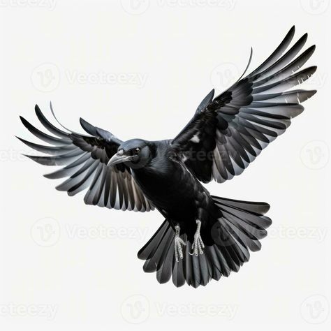 Download the Flying black crow isolated 26575067 royalty-free Stock Photo from Vecteezy for your project and explore over a million other images and backgrounds. Flying Crow Drawing, Crows Art, Flying Crow, Raven Flying, Crow Flying, Crows Drawing, Crow Tattoo Design, Scandinavian Tattoo, Raven Tattoo