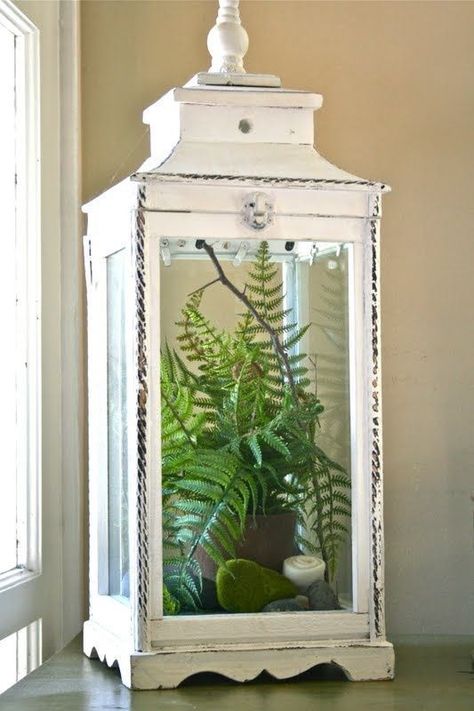 Distressed Lantern and Simple Fern White Lantern, نباتات منزلية, Cottage Shabby Chic, Lantern Ideas, Indoor Gardens, How To Make Lanterns, Garden Terrarium, Terraria, Summer Home Decor