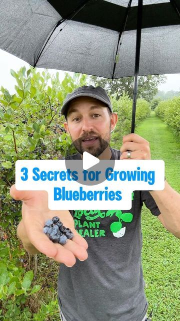 Josh Gardens on Instagram: "I learned these secrets the hard way 😂. Blueberries 🫐 can be tough to grow but if you follow these tips, you’ll be off to a good start. 🏁 Would love to hear your 👇 insights on growing blueberries at home. 🏠   These high bush blueberry plants down at the Ivy Place just south of Charlotte, NC are an inspiration. ☀️ I’ve been going here for years and their berries are always delicious . 😋  ⁉️What other questions do you have on growing blueberries? Post in the comments below 👇.  #growyourownfood #homegrownfruit #blueberries #gardening #homesteading #blueberrybush #gardeningtips" How To Protect Blueberry Bushes, Grow Blueberries From Seed, Blueberry Bushes Growing, How To Grow Blueberries, Blueberry Bush Care, Growing Blueberries Bushes, Blueberry Tree, Grow Blueberries, Blueberry Gardening