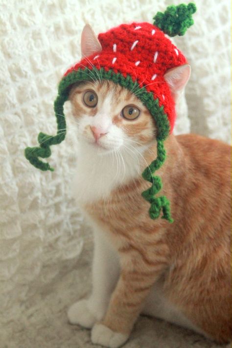 Strawberry Kitty :D Crochet Pattern Hat For Cat, Hat For Cats Crochet, Crochet Strawberry Hat, Strawberry Cat Beanie, Crochet Cat Sombrero, Strawberry Beanie, Crochet Strawberry Cat Hat, Cats With Crochet Hats, Cats Crochet