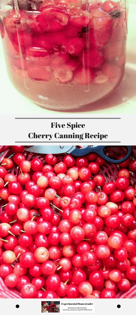 This five spice cherry canning recipe is a unique take on typical recipes for canning cherries. I love the way the spices complimented the tart cherries! #cherrycanningrecipe #canningcherries #canningfruit #cherrycanningrecipes Canning Cherries, Recipes For Canning, Fermenting Recipes, Painkiller Recipe, Diy Food Storage, Preserving Vegetables, Modern Homestead, Canning Fruit, Tart Cherries