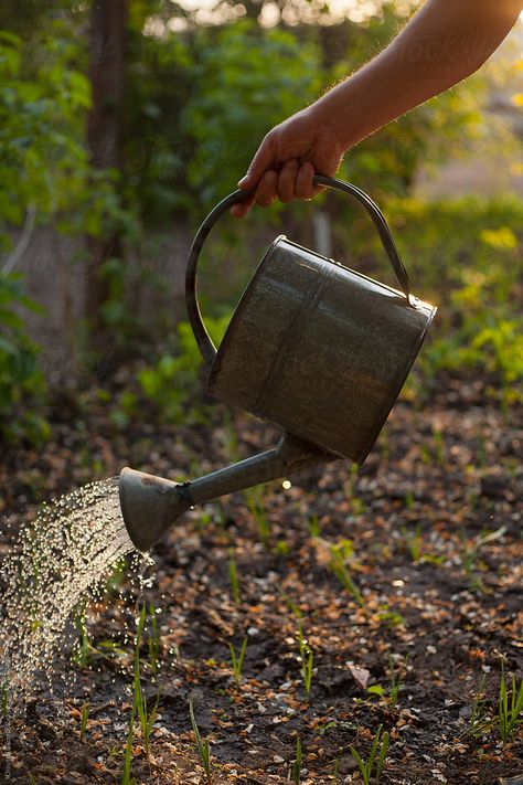 Watering Plants Aesthetic, Watering Can Aesthetic, Watering The Garden, Toys Ideas, Watering Cans, Plant Images, Plant Aesthetic, Plant Painting, Ap Art