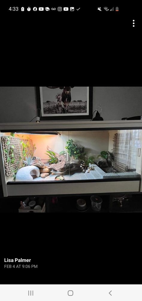 Diy Beardie Enclosure, Bearded Dragon Enclosure Ideas Aesthetic, Bearded Dragon Vivarium Ideas, Diy Reptile Hide Bearded Dragon, 2 Story Bearded Dragon Tank, Bearded Dragon Enclosure Ideas, 4x2x2 Bearded Dragon Enclosure, Bearded Dragon Tank Decor, Bearded Dragon Aesthetic Tank