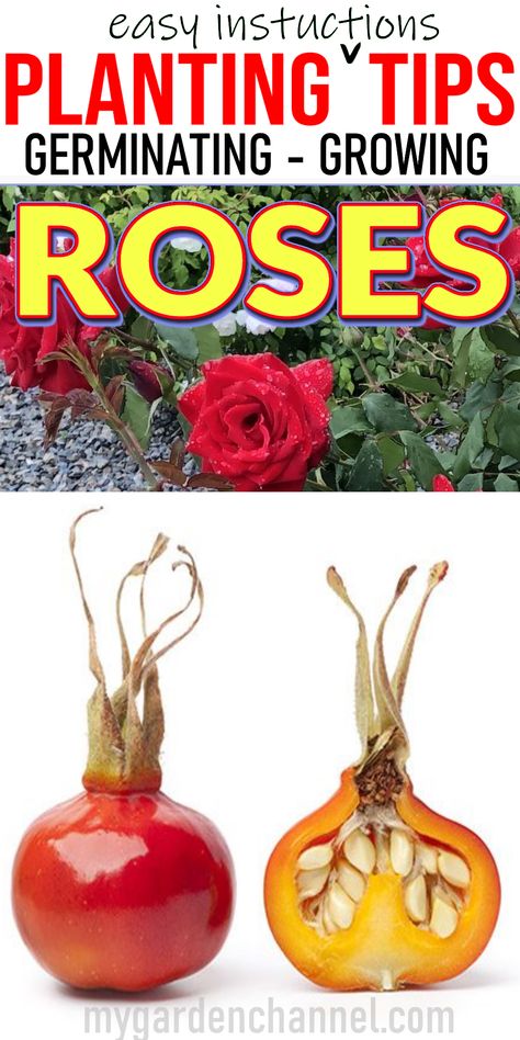 planting germinating growing roses from seed Growing Roses From Seeds, Roses Garden Care, Rose Bush Care, How To Grow Roses, Rose Garden Landscape, Garden Video, Rose Plant Care, Flower Seedlings, Gardening Planting