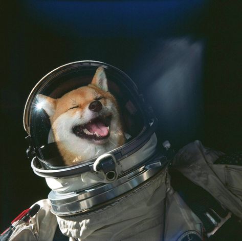 I Photoshop my dog into pictures for fun. - Album on Imgur Doge Dog, Famous Historical Figures, Cat Aesthetic, Animal Jokes, Cute Creatures, Funny Animal Pictures, Shiba Inu, Cat Tshirt, My Dog