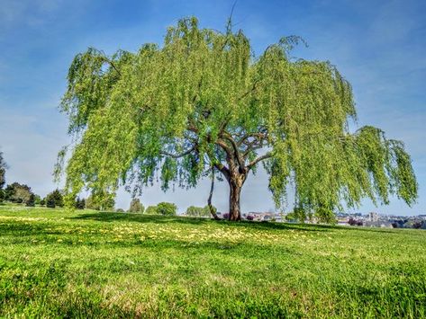 Weeping willows can be grown from a branch that you cut off of a healthy, mature tree. Take care where you plant it, though, because weeping willows have tenacious roots that can clog septic systems and damage sidewalks. Bradford Pear Tree, Silver Maple Tree, Fast Growing Shade Trees, Trees For Front Yard, Weeping Willow Tree, Dappled Willow, Flame Tree, Street Trees, Invasive Plants