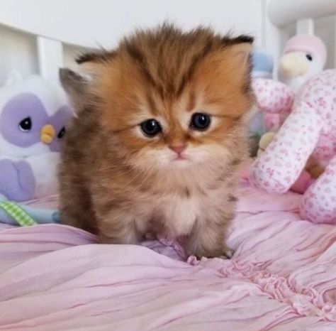 Chinchilla Persian, Mini Plushies, Munchkin Kitten, Teacup Cats, Mata Rani, Cute Little Kittens, Most Beautiful Cat Breeds, Cat Pose