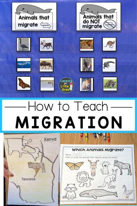 Explore animal migration with engaging crafts like monarch butterfly art and interactive movable migration maps. These activities help students understand how animals migrate in winter while reinforcing creativity and learning Migration Art Preschool, Migration Activities For Preschool, Migration Preschool Activities, Migration Activities For Kids, Migration Preschool, Animal Habitats Kindergarten, Migrating Animals, Migration Activities, Monarch Butterfly Art