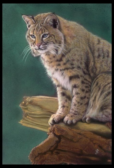 Bobcat Painting, Scratchboard Art, Big Cats Art, Animal Book, Animal Wildlife, Wildlife Paintings, 3d Painting, Arte Animal, Wildlife Animals