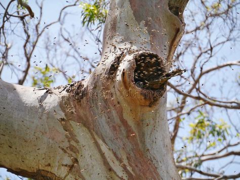 Bees in a tree. Native bees forming a hive in a tree in Victoria in Australia , #sponsored, #Native, #bees, #Bees, #tree, #Victoria #ad Flowers For Bees, Homemade Cleaning Recipes, Bee Removal, Backyard Bee, Raising Bees, Backyard Farm, Homestead Gardens, Tree Images, Backyard Farming