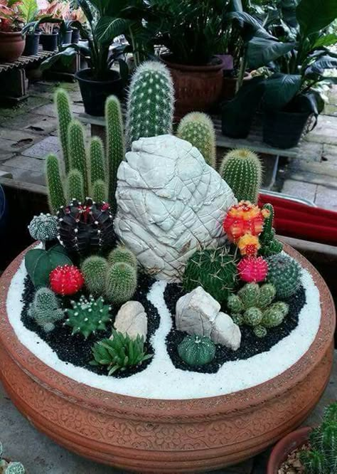 Cactus Arrangements, Cactus Garden Design, Mini Cactus Garden, Kaktus Dan Sukulen, Succulent Garden Landscape, Cactus Arrangement, Fairy Garden Pots, Cactus Terrarium, Succulent Garden Indoor