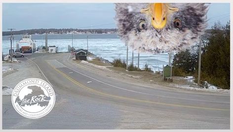 Drummond Island’s popular webcam offers a U.P. travel pro tip - mlive.com Drummond Island Michigan, Michigan Summer Vacation, Drummond Island, Michigan Summer, Pro Tip, Bald Eagle, Trip Planning, Michigan, Tourism