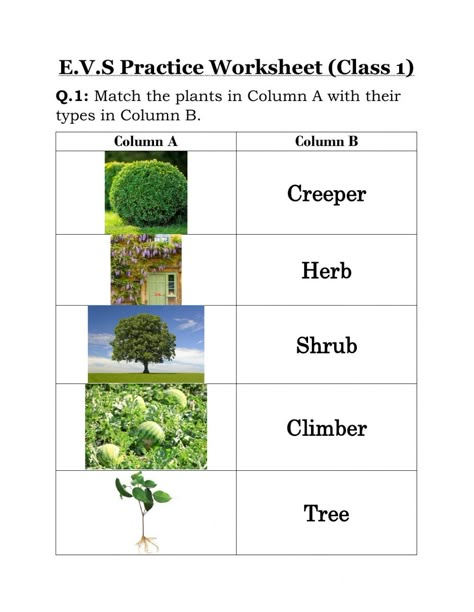 Plants Around Us Worksheet For Grade 1, Types Of Plants Worksheets For Grade 1, Types Of Plants For Kids Chart, Plants Worksheets For Grade 1, Types Of Plants For Kids, Types Of Plants Worksheet, Part Of Plants Activities, Activity For Grade 1, Plants Activity