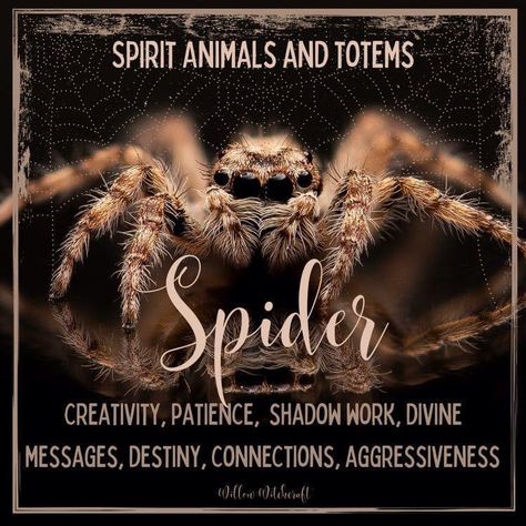 Spider Familiar, Spider Medicine, Spider Symbolism, Spider Totem, Witchy Names, Animal Totem Spirit Guides, Spiritual Animals, Spirit Animal Meaning, Animal Signs