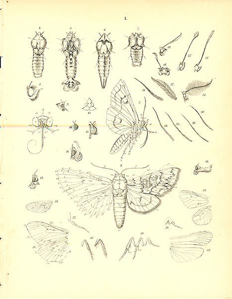 Moth Anatomy Illustration, Anatomy Of A Butterfly, Moth Anatomy, Butterfly Body Parts, Metamorphosis Butterfly, Butterfly Entomology, Insect Anatomy, Big Bugs, Anatomy Tattoo