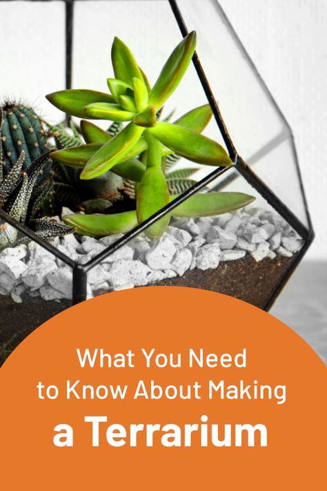 Creating a terrarium is a fun, simple project. Here are tips to do it in 4 easy steps. #plant #terrarium Making A Terrarium, Diy Succulent Terrarium, Miniature Landscape, Plant Terrarium, Succulent Terrarium, Succulents Diy, Easy Projects, Easy Steps, Terrarium