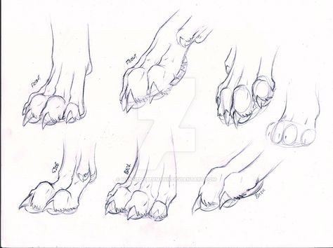 Paw Sketch, Draw Dog, Paw Drawing, Feet Drawing, Wolf Sketch, Wolf Paw, Canine Drawing, Dog Anatomy, Drawing Examples