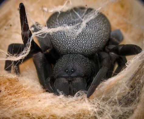 Velvet Spider, Pet Tarantula, Sea Spider, Spider Species, Insect Photos, Cool Insects, Creepy Spider, Horseshoe Crab, Jumping Spider