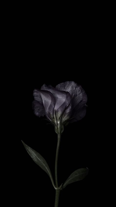 Black Flowers Wallpaper, Flowers Black Background, Gothic Flowers, Dark Flowers, Nothing But Flowers, 다크 판타지, Dark Phone Wallpapers, Phone Wallpaper Patterns, Black And White Wallpaper