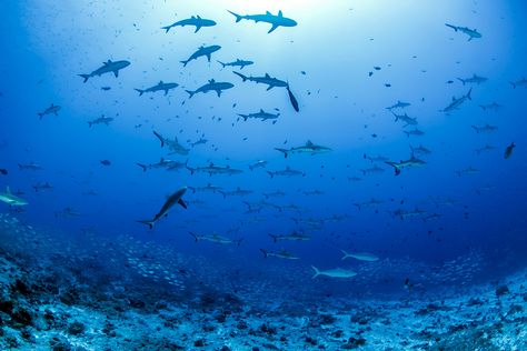 A must-do activity in French Polynesia, diving in Fakarava takes you to internationally renowned spots to discover an extraordinary fauna. Coral Garden, Hammerhead Shark, The Shark, Open Water, French Polynesia, Scuba Diving, Snorkeling, Day Trips, Diving